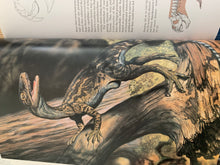 Dinosaurs - A Global View